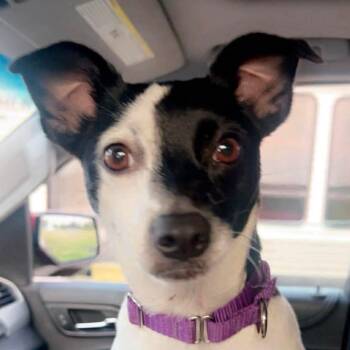Dolly -  Jack Russell Terrier Dog for Adoption in Saginaw, Michigan - Dolly | PetCurious