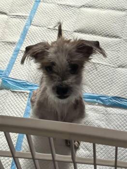 Linus (PA) medical hold -  Jack Russell Terrier and Lhasa Apso Dog for Adoption in Seymour, Connecticut - Linus (PA) Medical Hold | PetCurious