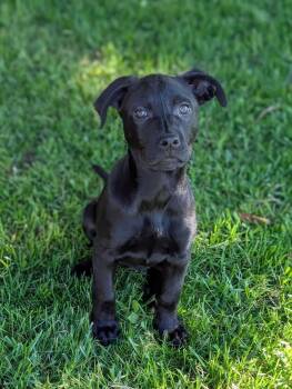 Black Labrador Retriever Dogs Available for Adoption in Grand Rapids, Michigan - Lilac | PetCurious