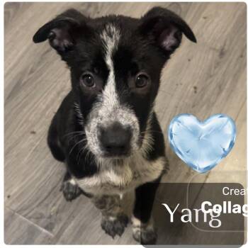 Yang -  Alaskan Malamute and Mountain Dog Dog for Adoption in Muncie, Indiana - Yang | PetCurious