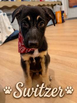 Switzer -  German Shepherd Dog Dog for Adoption in Park Forest, Illinois - Switzer | PetCurious