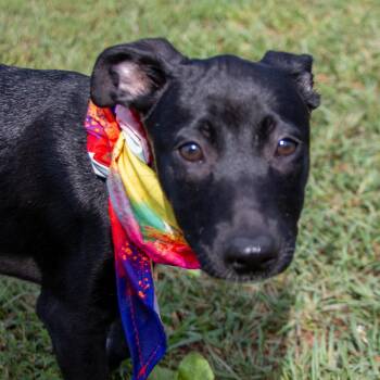 Philippe -  German Shepherd Dog and Chihuahua Dog for Adoption in Houston, Texas - Philippe | PetCurious