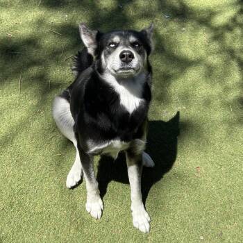 Sapphire - Butler Campus -  Mixed Breed Dog for Adoption in Flagstaff, Arizona - Sapphire - Butler Campus | PetCurious