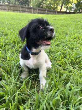 SAWYER -  Shih Tzu Dog for Adoption in Southaven, Mississippi - SAWYER | PetCurious