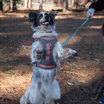 Australian Cattle Dog Blue Heeler and Australian Shepherd Dogs Available for Adoption - Sprinkles | PetCurious