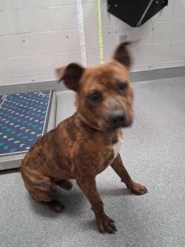 Mixed Breed Dogs Available for Adoption in Sevierville, Tennessee - Cole | PetCurious