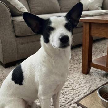 Jack Russell Terrier Dogs Available for Adoption - JoJo | PetCurious
