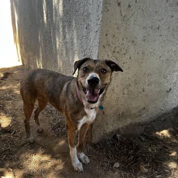 Rescue Mountain Cur Dogs for Adoption in Fresno, California - Scarlet | PetCurious
