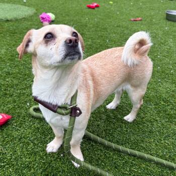 Chihuahua and Mixed Breed Dogs Available for Adoption in Bedford, New Hampshire - Pepsi | PetCurious