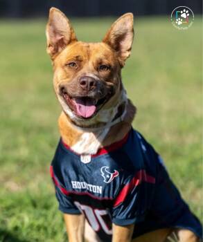 Rescue Cattle Dog and Pit Bull Terrier Dogs for Adoption in Mabank, Texas - Honey | PetCurious