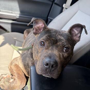 Terrier Dogs Available for Adoption in Mendham, New Jersey - Papi | PetCurious