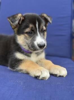 Alaskan Malamute Dogs Available for Adoption - Taylor Swift | PetCurious