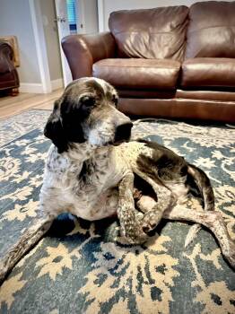 Rescue German Shepherd Dog Dogs for Adoption in Salisbury, North Carolina - Cooper | PetCurious