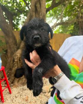 mason -  Labradoodle Dog for Adoption in Miami, Florida - Mason | PetCurious