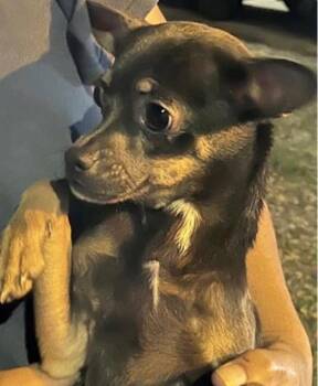 Chihuahua Dogs Available for Adoption - A651827 | PetCurious