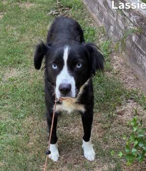 Lassie -  Collie Dog for Adoption in Little Rock, Arkansas - Lassie | PetCurious