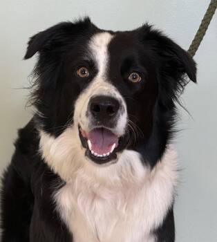 Freya -  Border Collie Dog for Adoption in Amery, Wisconsin - Freya | PetCurious