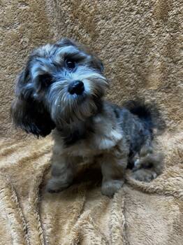 MAPLE -  Shih Poo Dog for Adoption in Rossford, Ohio - MAPLE | PetCurious