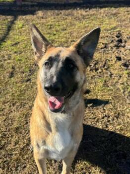 German Shepherd Dog Dogs Available for Adoption - PETAL | PetCurious