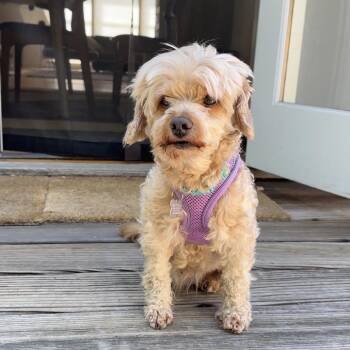 Vogue 14183 -  Miniature Poodle Dog for Adoption in San Francisco, California - Vogue 14183 | PetCurious