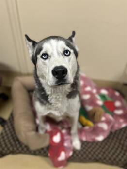 Siberian Husky Dogs Available for Adoption in Chula Vista, California - KODA | PetCurious