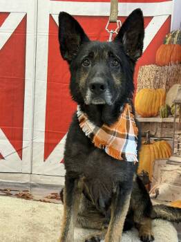 Rescue German Shepherd Dog Dogs for Adoption in Shelby, Michigan - Soren | PetCurious