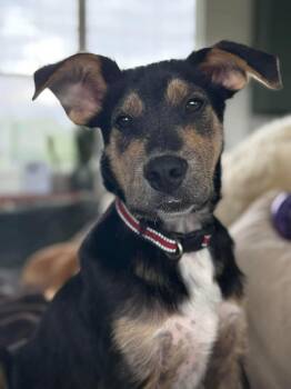 Mixed Breed Dogs Available for Adoption in Columbia, Maryland - Clifford CS  | PetCurious