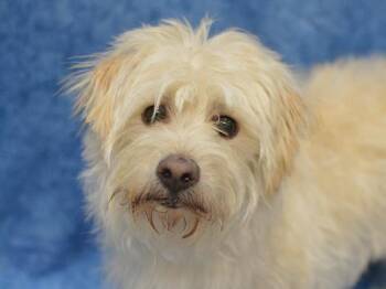 Bonbon -  Maltese and Mixed Breed Dog for Adoption in Portland, Oregon - Bonbon | PetCurious