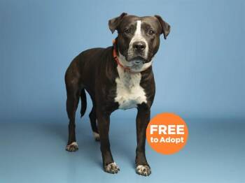 Pit Bull Terrier Dogs Available for Adoption in Phoenix, Arizona - RHEA RIPLEY | PetCurious