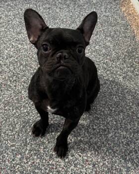 French Bulldog Dogs Available for Adoption - Winnie | PetCurious