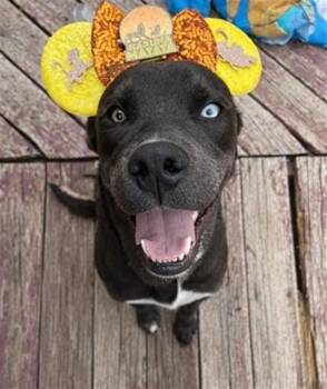 Labrador Retriever Dogs Available for Adoption in San Antonio, Texas - REX | PetCurious