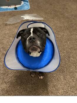 Pit Bull Terrier Dogs Available for Adoption in Roseville, California - Moe | PetCurious