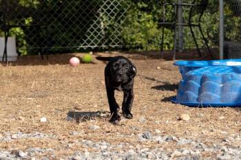 2026-127  Pepper -  Pit Bull Terrier and Mixed Breed Dog for Adoption in Lakeland, Georgia - 2026-127  Pepper | PetCurious