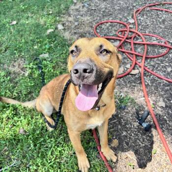 Tucker -  Shepherd Dog for Adoption in Belleville, Illinois - Tucker | PetCurious