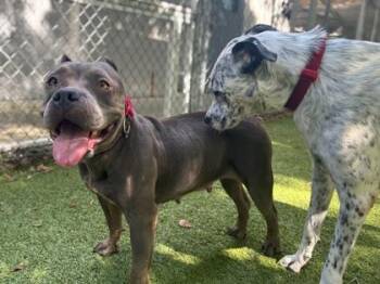 Julia Child -  Mixed Breed Dog for Adoption in Gainesville, Florida - Julia Child | PetCurious
