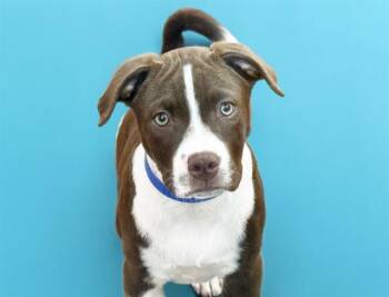 American Bulldog and Mixed Breed Dogs Available for Adoption in Fort Lauderdale, Florida - MILO | PetCurious