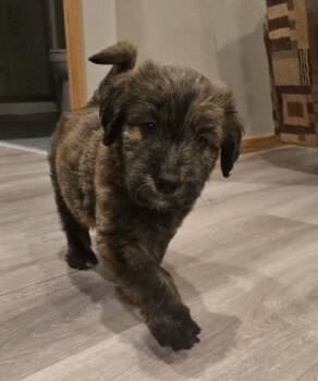 Rupert -  Retriever and Poodle Dog for Adoption in Minneapolis, Minnesota - Rupert | PetCurious