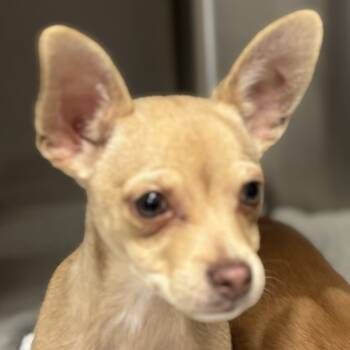 Rescue Mixed Breed Dogs for Adoption in Davenport, Iowa - Mika | PetCurious