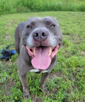 Wilmer -  Mixed Breed Dog for Adoption in Atlanta, Georgia - Wilmer | PetCurious