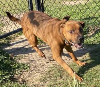 Shenzi -  Terrier and Mixed Breed Dog for Adoption in Conway, South Carolina - Shenzi | PetCurious