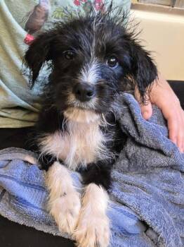 Gru -  Terrier Dog for Adoption in Taghkanic, New York - Gru | PetCurious