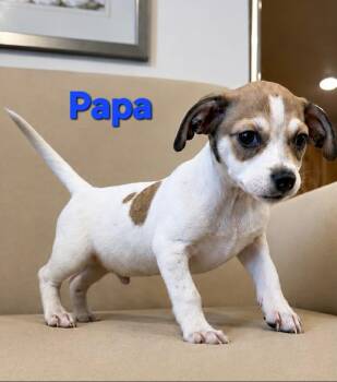 Tiffany Pup -Papa -  Jack Russell Terrier and Chihuahua Dog Available for Adoption in Pompano Beach, Florida - Tiffany Pup -Papa | PetCurious