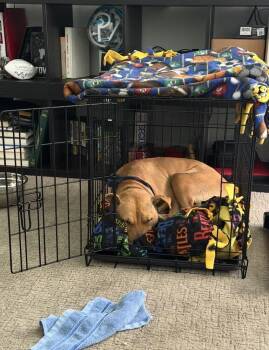 Sunni -  American Bully Dog for Adoption in Denver, Colorado - Sunni | PetCurious