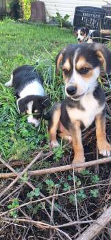 Stooges : Curly -  Australian Shepherd and Mixed Breed Dog for Adoption in Aurora, Indiana - Stooges : Curly | PetCurious
