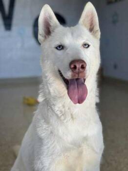 Rescue Siberian Husky and Mixed Breed Dogs for Adoption in Columbia City, Indiana - Aurora | PetCurious
