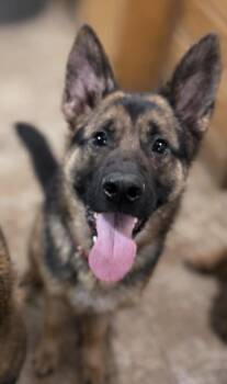German Shepherd Dog Dogs Available for Adoption - Katrin | PetCurious