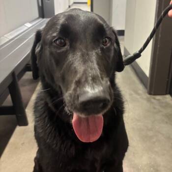 Chief 2 -  Black Labrador Retriever and Mixed Breed Dog for Adoption in Tampa, Florida - Chief 2 | PetCurious