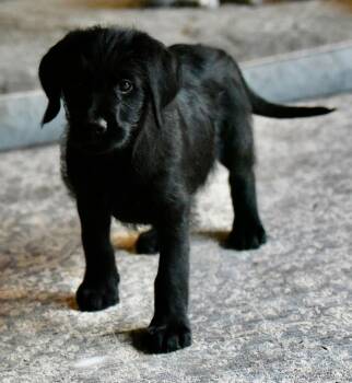 Labrador Retriever and Poodle Dogs Available for Adoption - Cora | PetCurious