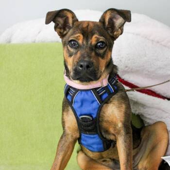 Apple Jack -  Mixed Breed Dog Available for Adoption in Enfield, New Hampshire - Apple Jack | PetCurious
