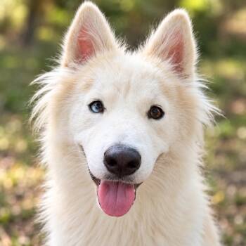 Nova -  Husky Dog for Adoption in Sumter, South Carolina - Nova | PetCurious